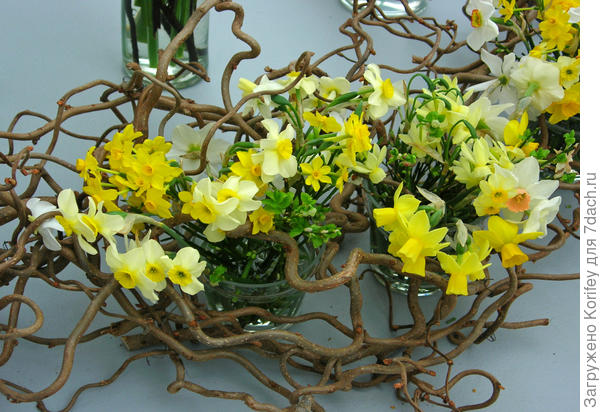 Daffodill composition_DSCN0509