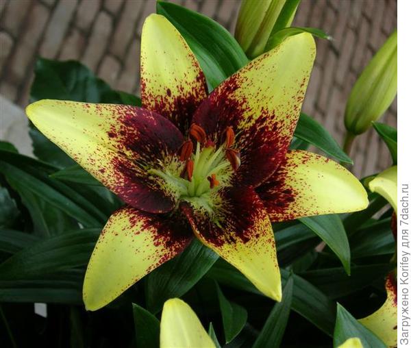 Heart Balance_AT_DSCN4302