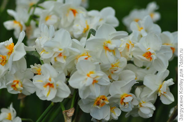 Cheerfulness_DSC_8808