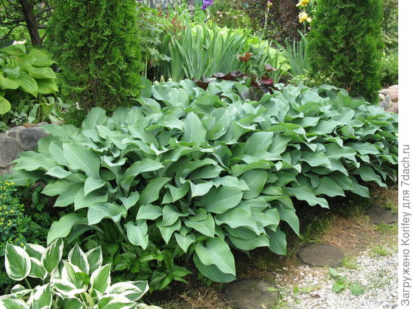 Кросса Регал