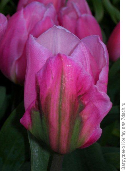 Early Glory_DSCN5650_1