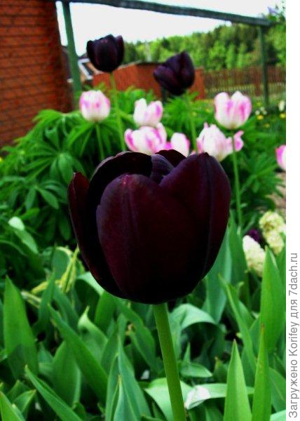 Черные и белые тюльпаны