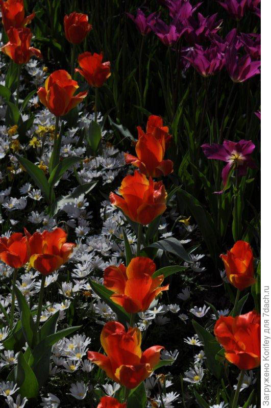 First Impression (Greigii)_DSC_0127