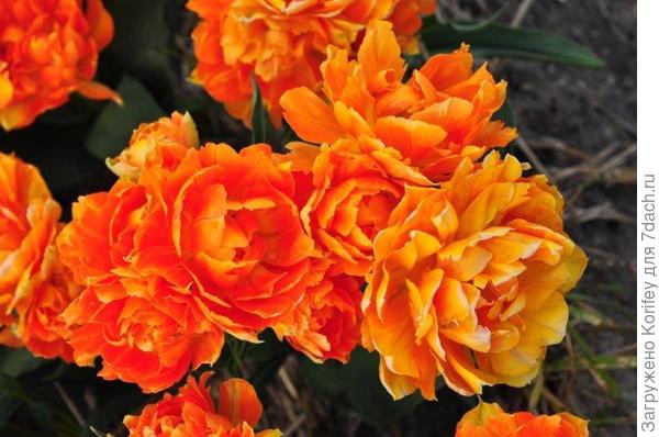 Dubbele Beauty of Apeldoorn_(Orca)_DE_DSC_6931 -