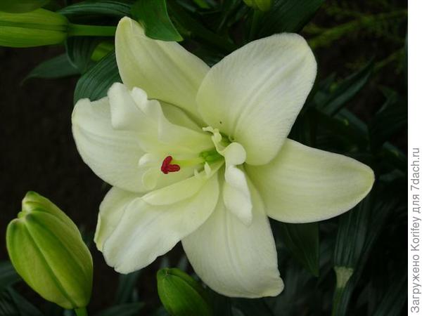 Annemaries Dream_A_DSCN4674