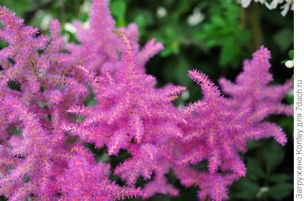 Астильба розовая