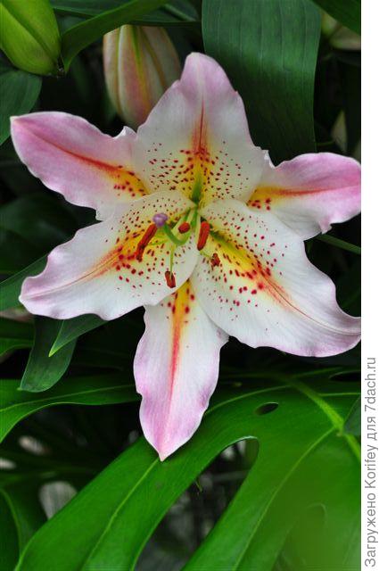 Blood Brothers_AD_DSCN76712