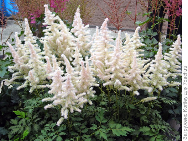 Астильба розовая