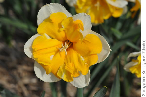 Benfica Zanlazfica_DSC_0049