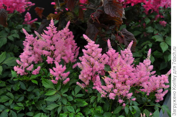 Астильба розовая 2
