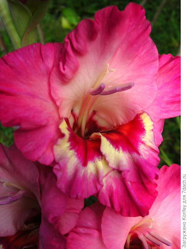 Гладиолус Вандола_DSCN3740