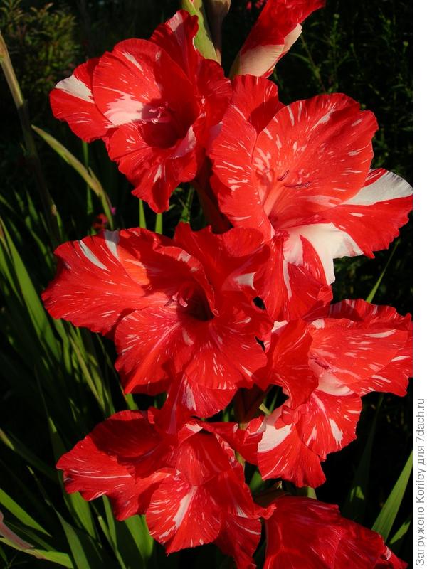 Сорт Зизани