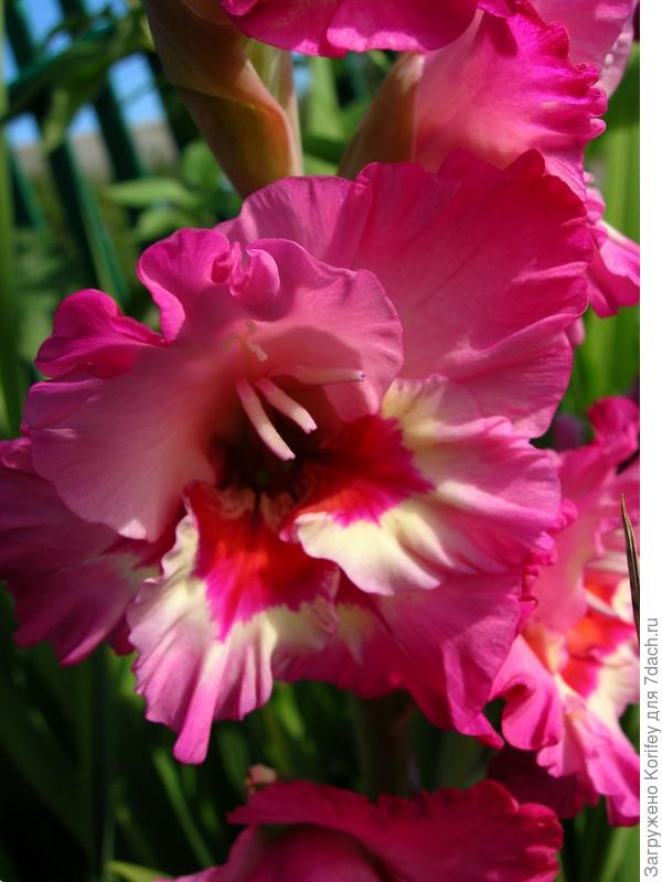 Гладиолус