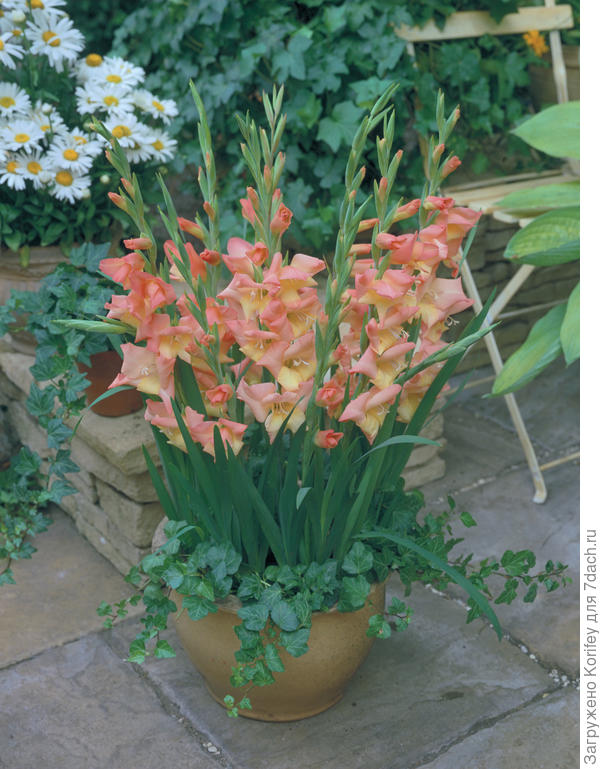 Glamini IMG0039 Glamini Zo&euml; 4948-20