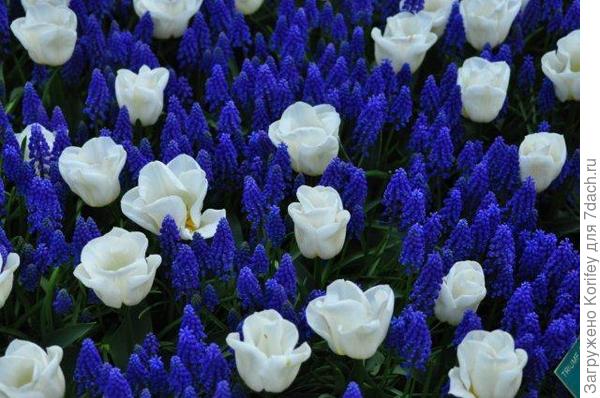 Armeniacum + Tulip Calgary_Tr_DSC_0051