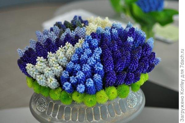 Букет из разных сортов и расцветок мускари