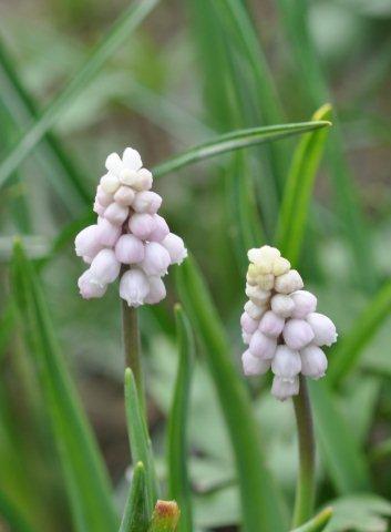 Pink Sunrise_DSC_0161