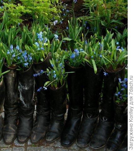 Muscari in shoes_DSCN5553