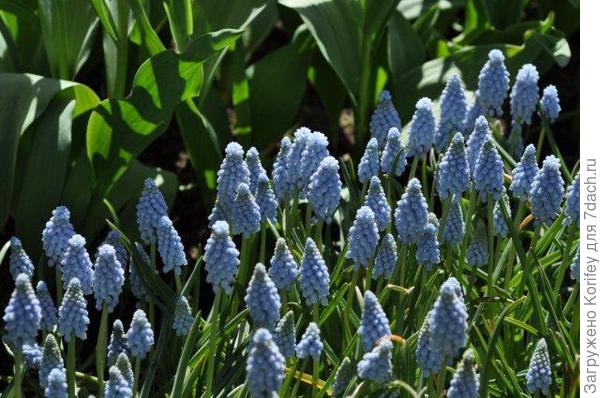 Сорт Valerie Finnis_DSC_0077