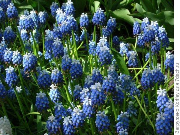 Сорт Mount Hood_DSCN2152