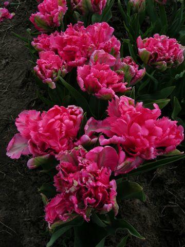 Globe Parrot_DSCN9363