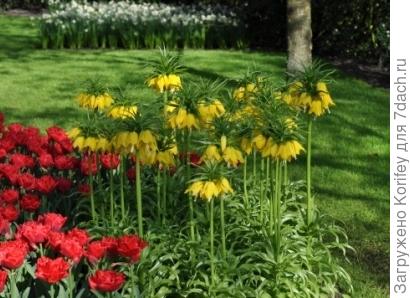 Фритиллярия императорская желтая