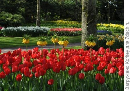 Фритиллярия императорская желтая