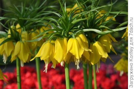 Фритиллярия императорская желтая крупно