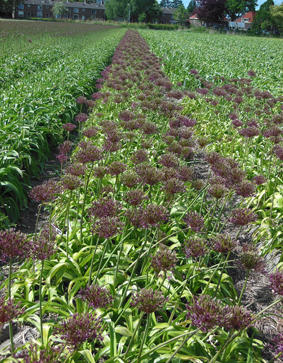 Луки декоративные