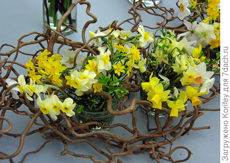 Daffodill composition_DSCN0509_small