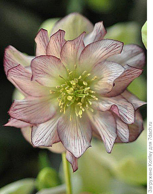 Светло-розовый сорт с красивой бордовой окантовкой