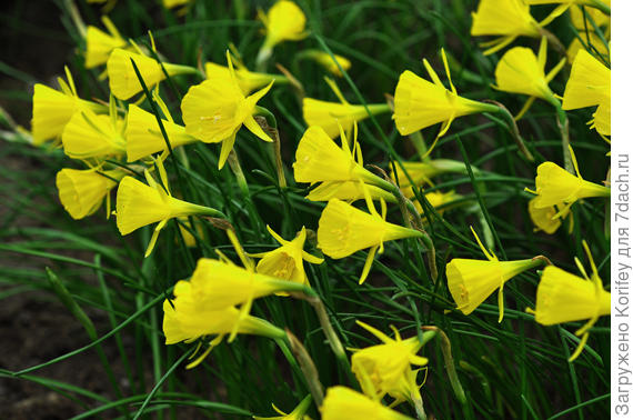 Golden Bells_Bulbocodium_DSC_0713_small