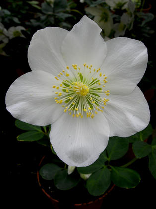 Морозник черный (niger), но цветет белыми цветами