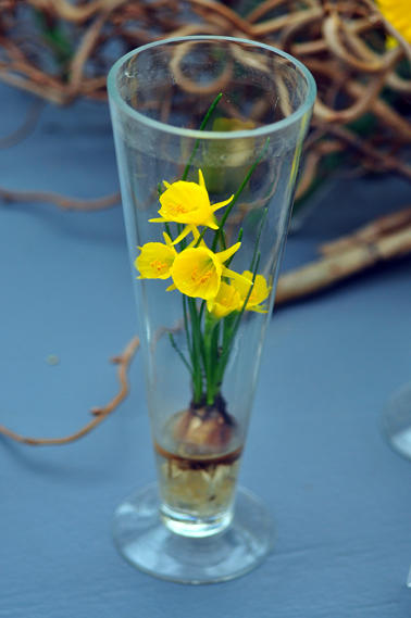 Golden Bells_DSC_2291_small