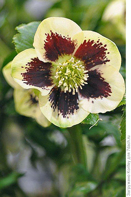 Крапчатый гибрид