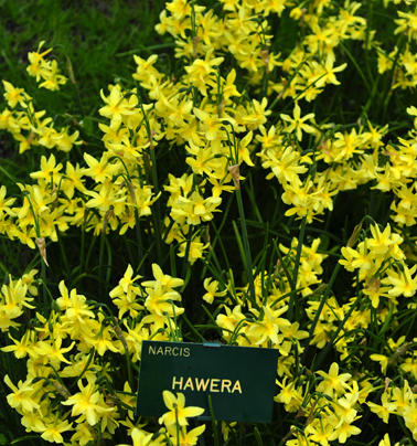 Hawera_DSC_8005_small