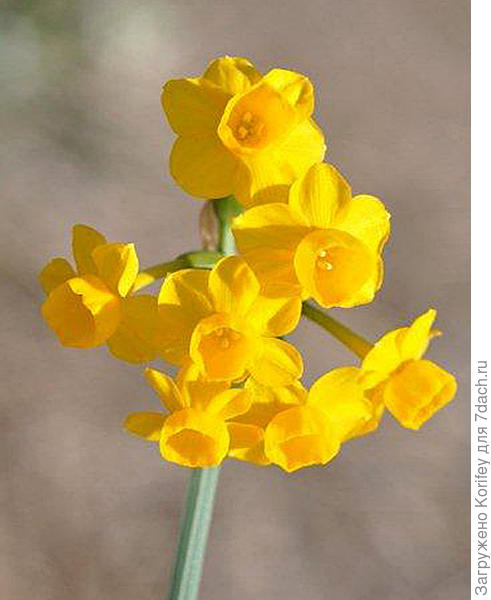 Narcissus ‘More and More’ _DSC8040