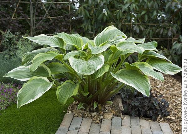 Hosta Fragrant Fire
