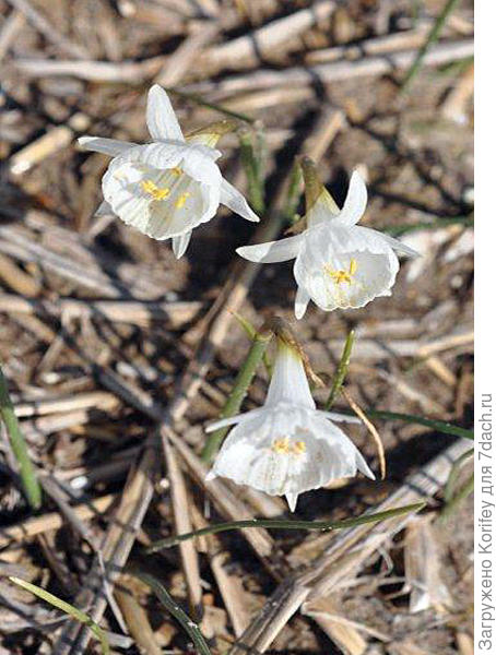 Narcissus Julia Jane _DSC8036
