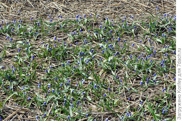 Muscari Maxabel