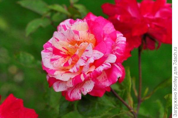 Tocade_Floribunda_Meilland_DSC7389 (2)