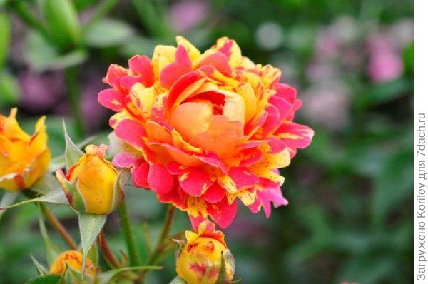 Rosa des Cisterciens, Floribunda, Delbard 1998_DSC7545 (27)