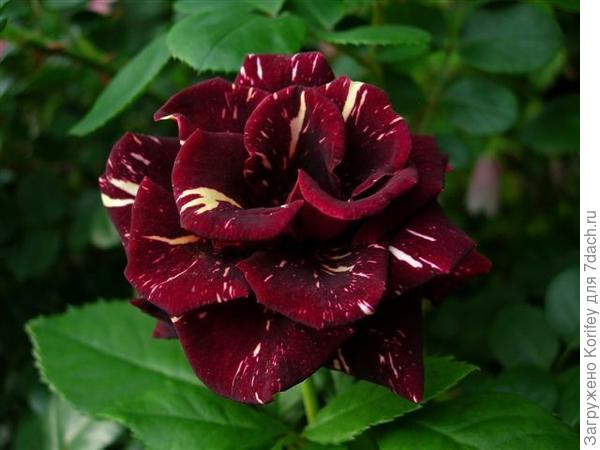 Hocus Pocus_Фокус Покус_Kordes_DSCN2792