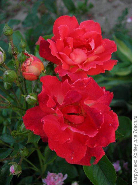 Chokolate Ruffls_DSCN9992