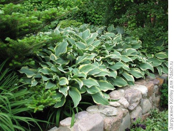 Regal Splendor-массив