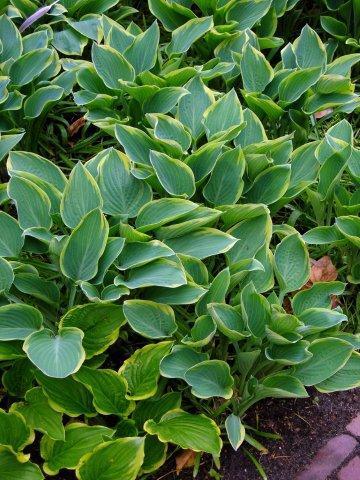 Неизв 2_DSCN3078