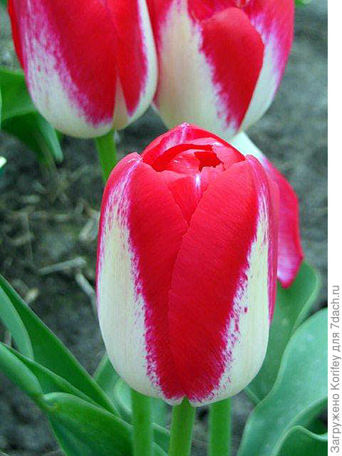 Интересный попугайный тюльпан 2