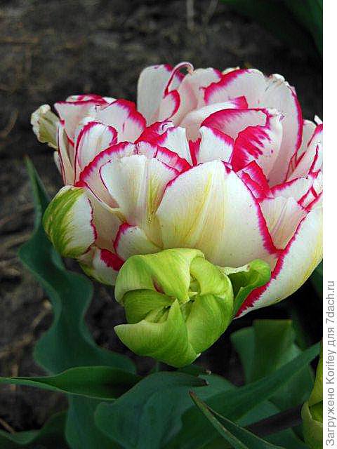 Интересный бахромчатый тюльпан 3