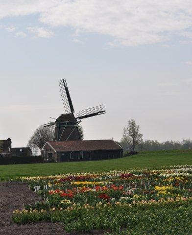 Вот так выглядят сам испытательный участок для сеянцев тюльпанов 3