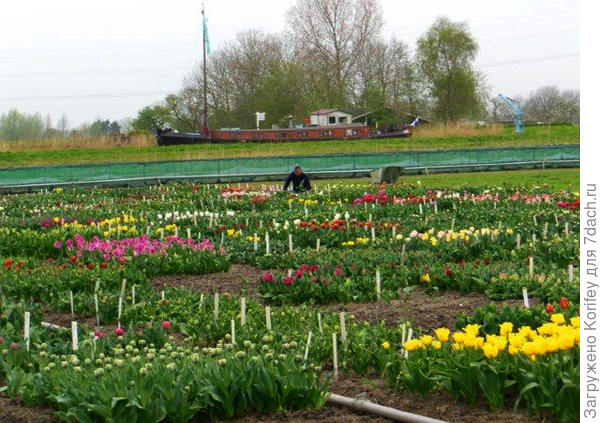 Вот так выглядят сам испытательный участок для сеянцев тюльпанов 2